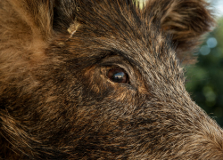 В Аннинском районе вынесли приговор браконьерам, застрелившим кабана