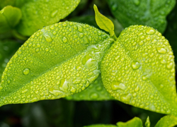 В Воронежской области ожидаются дождливые выходные с грозой