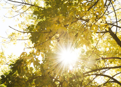 После похолодания в Воронежскую область вернётся жара