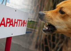 В Анне отменили карантин по бешенству