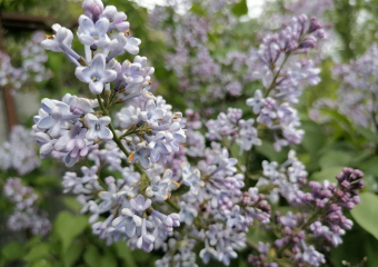 Облачно и прохладно  будет в День Победы в Воронежской области 