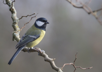 Жителей Воронежской области пригласили поучаствовать в акции «Покормите птиц!»