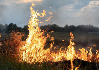 В Воронежской области в мае вырастет вероятность лесных пожаров