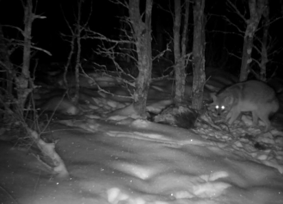 В Хоперском заповеднике и Ломовском парке появились азиатские шакалы