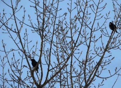 В Хоперский заповедник прилетели скворцы