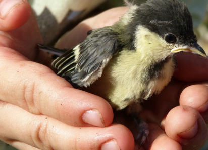 Жителей Воронежской области попросили не покупать птиц на Благовещение