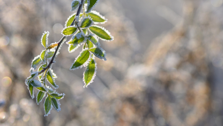 Синоптики рассказали, какой будет погода на Пасху в Воронежской области
