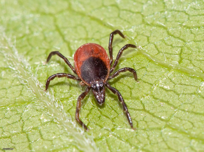 В Воронежской области клещи покусали около тысячи человек