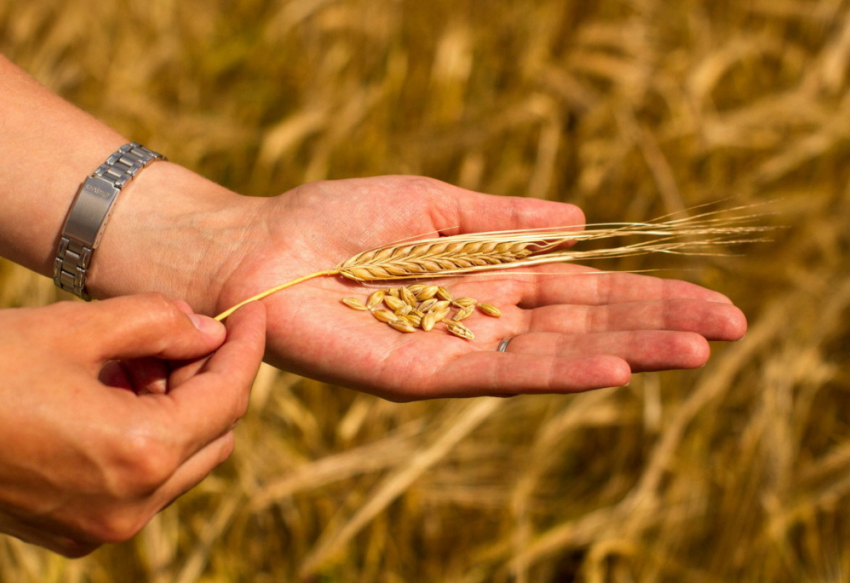 Аграрии Воронежской области собрали 4 млн т зерна