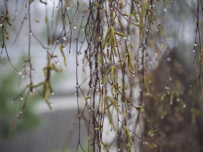Циклон принесет похолодание и дожди в выходные в Воронежскую область