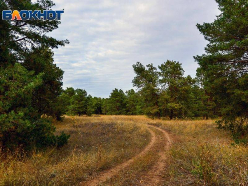 1600 га обследуют в Воронежской области для новых деревьев