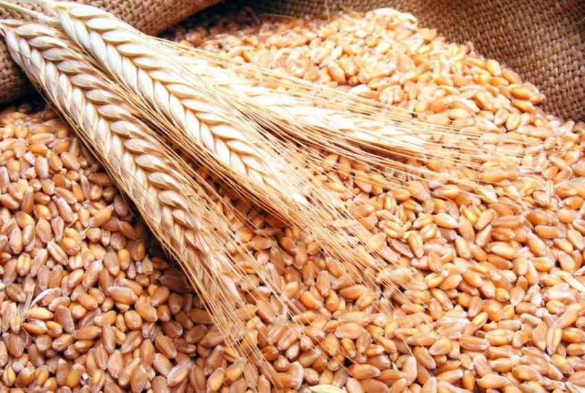 В Воронежской области выявили более 150 тыс. тонн потенциально небезопасного зерна