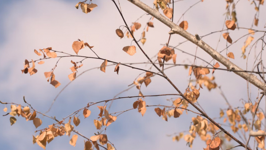 Жителей Воронежской области предупредили о сильных порывах ветра