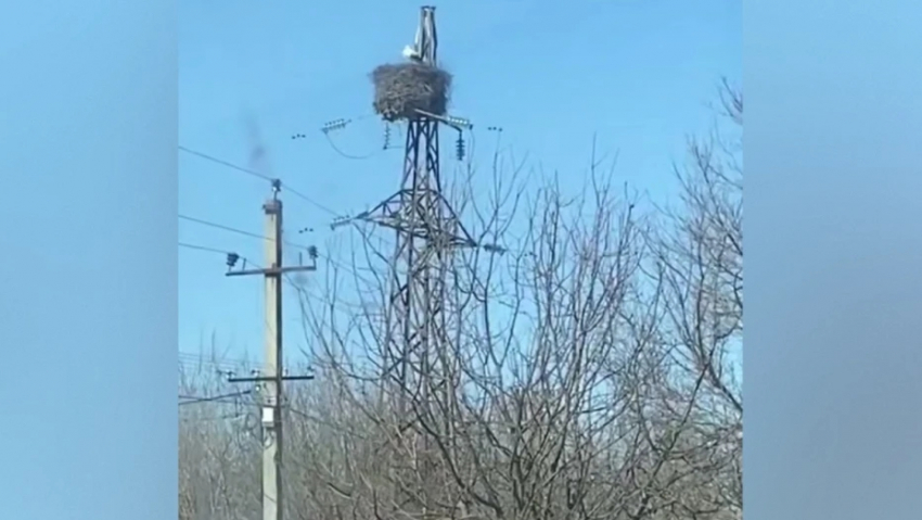 В Воронежскую область прилетели аисты