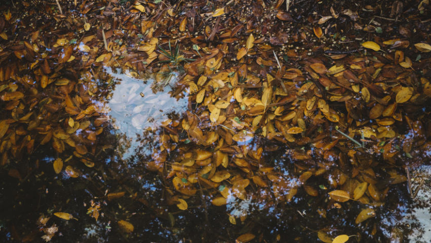 Последняя неделя октября в Воронежской области начнётся с ливней и сильного ветра