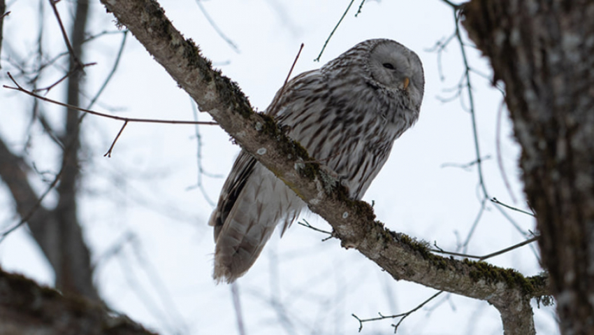 В Воронежском заповеднике заметили редкую уральскую неясыть