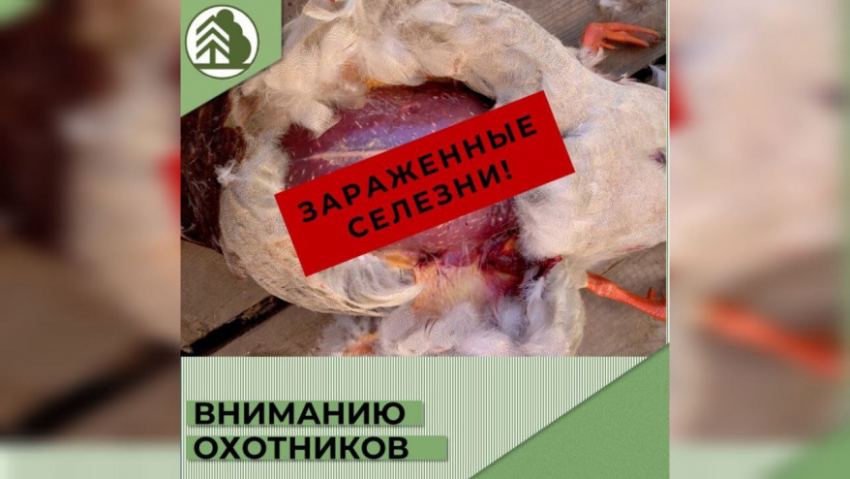 В Воронежской области у диких птиц выявили опасных паразитов