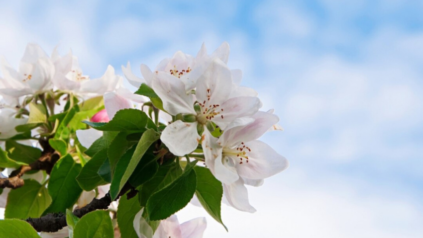 Воронежцам напомнили о длинных выходных в мае