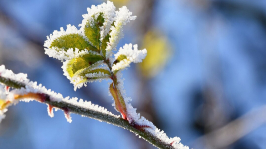 Синоптики рассказали, когда в Воронежскую область придут первые заморозки