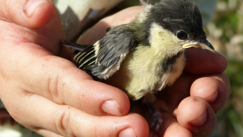 Жителей Воронежской области попросили не покупать птиц на Благовещение