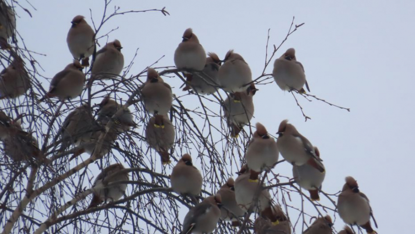 Воронежскую область «захватили» свиристели