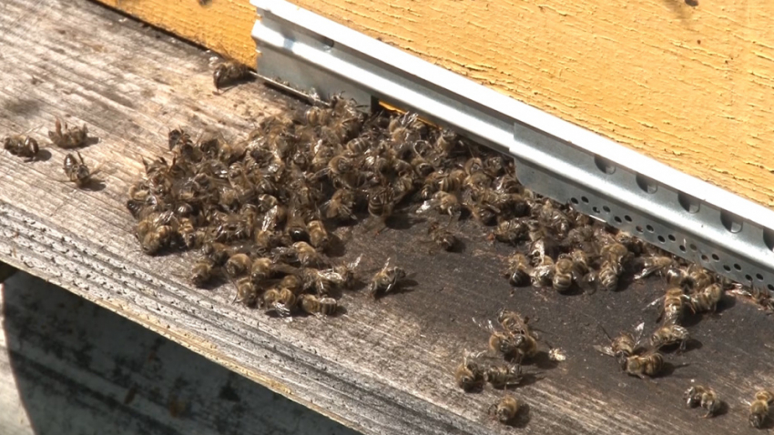 Таловский пасечник доказал возможную причастность института им. Докучаева к гибели пчёл
