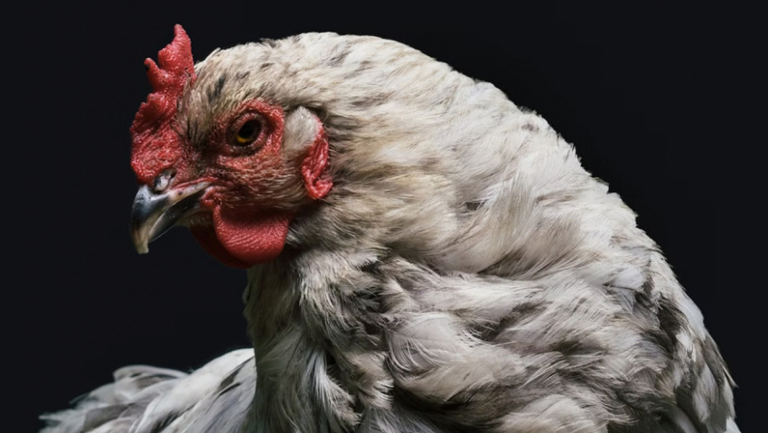 В Аннинском районе птицефабрику закрыли из-за антисанитарии