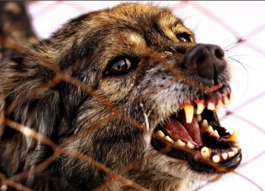 В Аннинском районе ввели карантин по бешенству