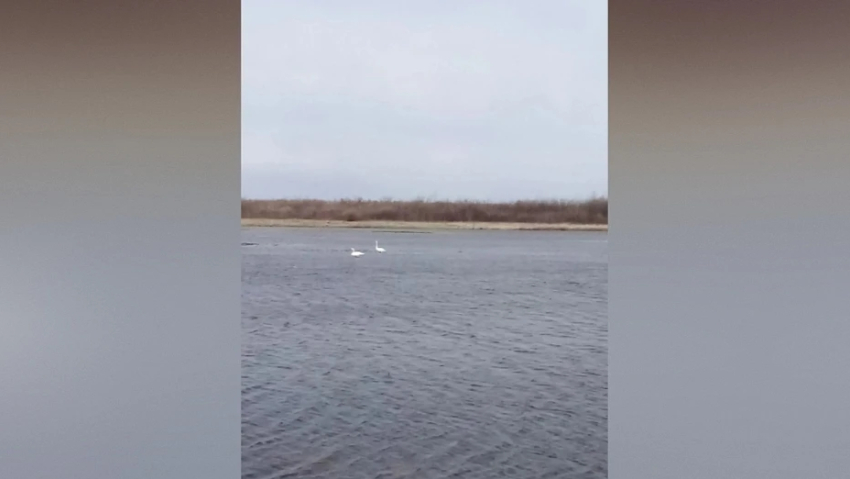В панинский поселок Тойда вернулась пара лебедей