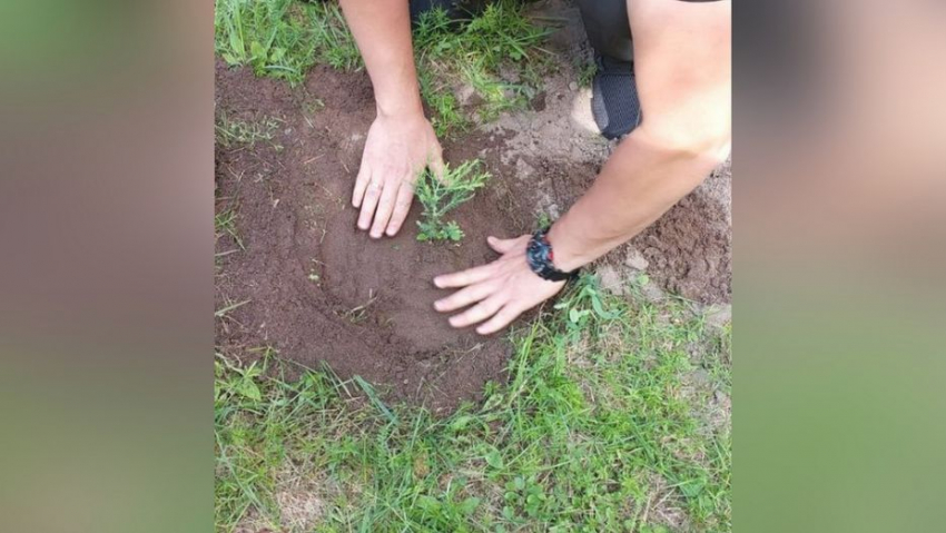 В Воронежской области посадили саженцы гигантской секвойи