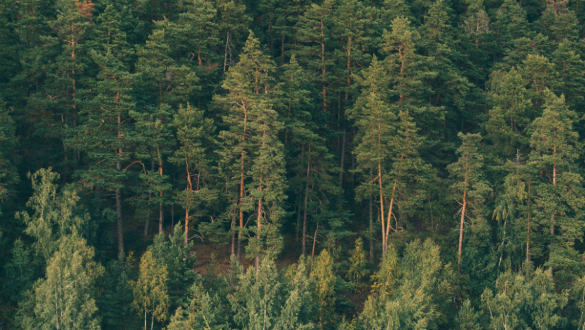 Жителям Воронежской области напомнили о штрафах за незаконную вырубку сосен