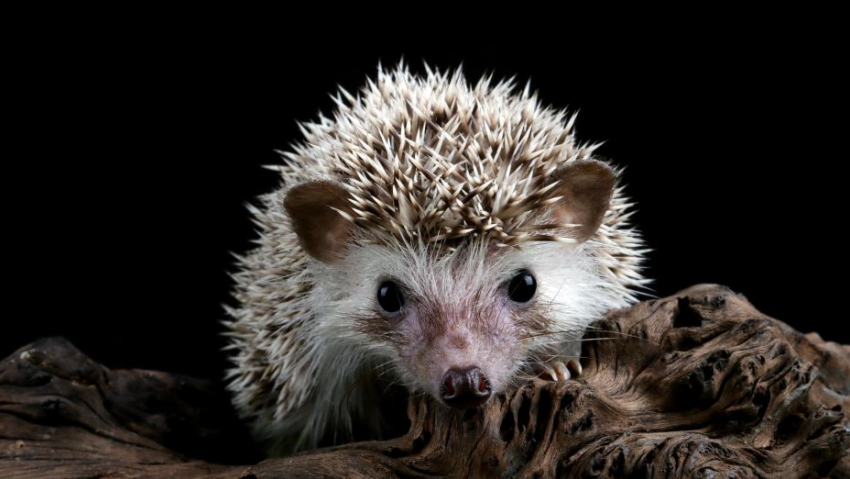 В Воронежской области вырос показатель по бешенству