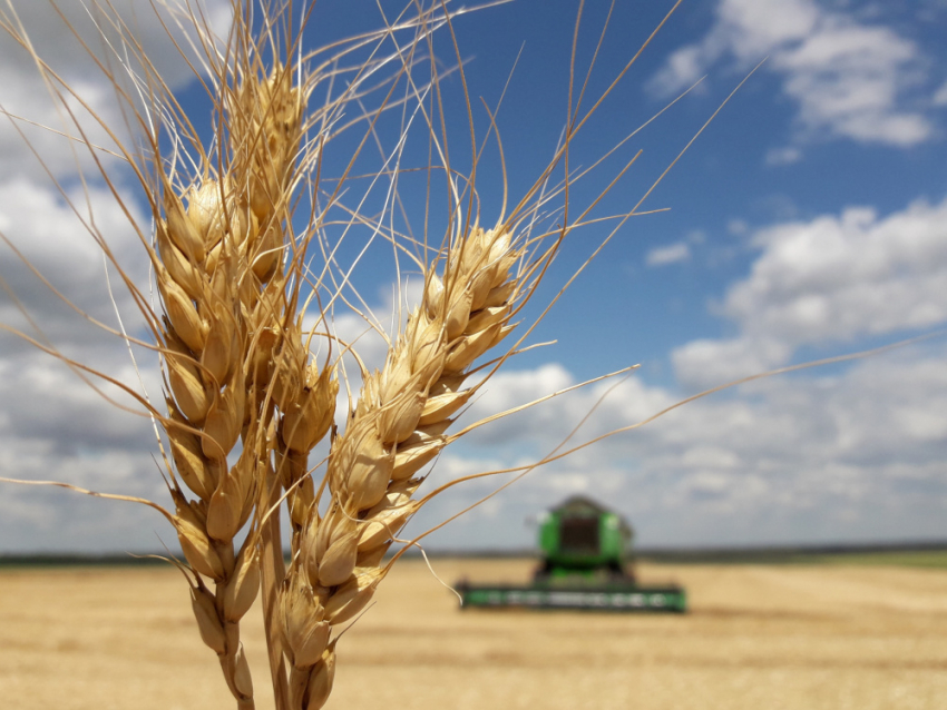 В Воронежской области аграрии собрали 1 млн тонн зерна