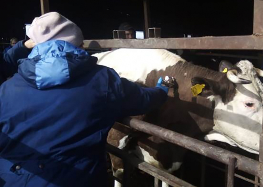 В Эртильском районе ветеринары провели массовую вакцинацию  животных
