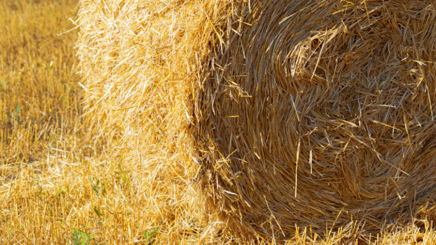 В панинском селе огонь уничтожил 7 тонн сена