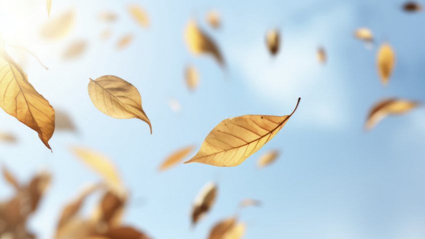 В Воронежской области объявлен желтый уровень погодной опасности из-за ветра