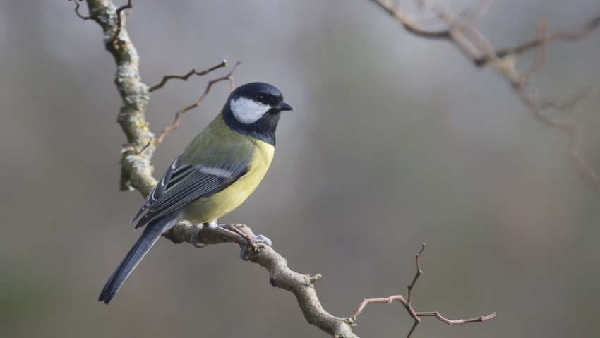 Жителей Воронежской области пригласили поучаствовать в акции «Покормите птиц!»