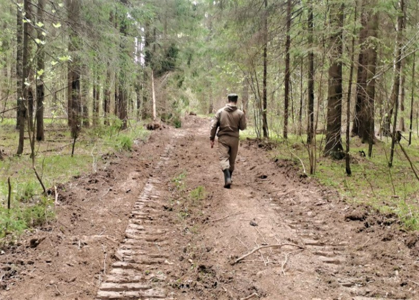 В Воронежской области закончили вносить в ЕГРН все лесничества