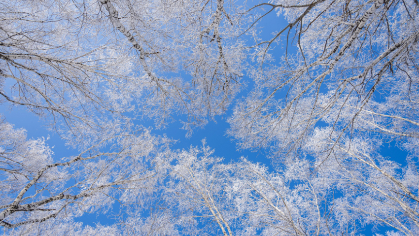 В Воронежской области ожидается морозная и снежная рабочая неделя