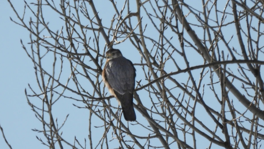В Хопёрском заповеднике заметили редкого гостя – дербника 