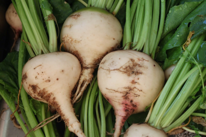 В Воронежской области собрано более 13% сахарной свёклы