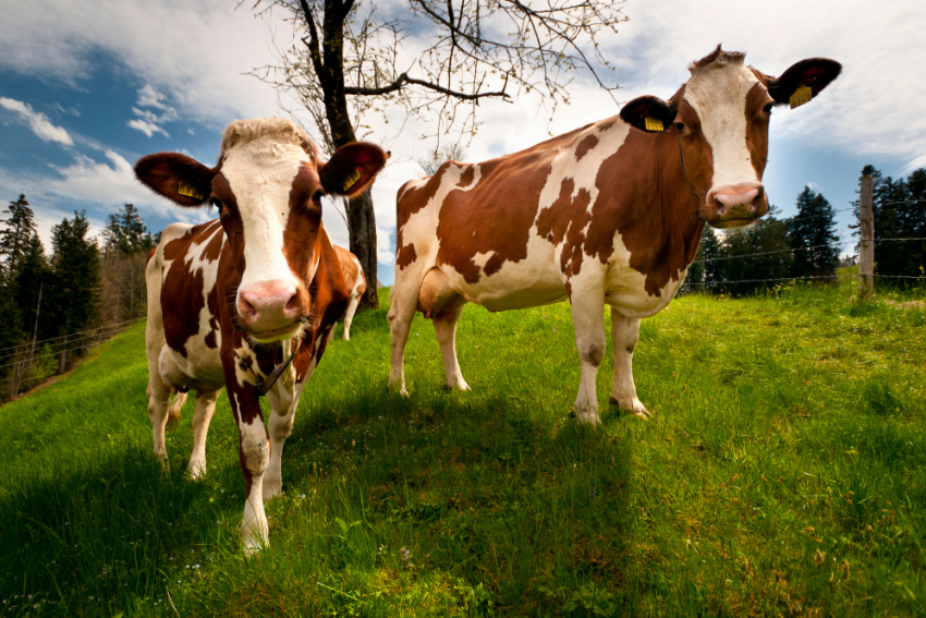 Житель Панинского района спрятал от ветеринаров корову с сибирской язвой