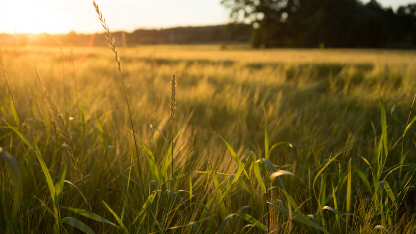 Жителям Воронежской области рассказали о погоде на День знаний