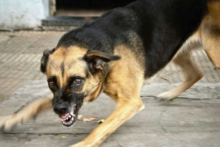 В Воронежской области в январе 2024 года выявили бешенство животных в 4 районах