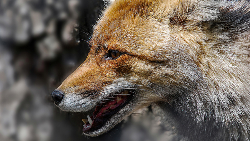 В Таловском посёлке ввели карантин по бешенству