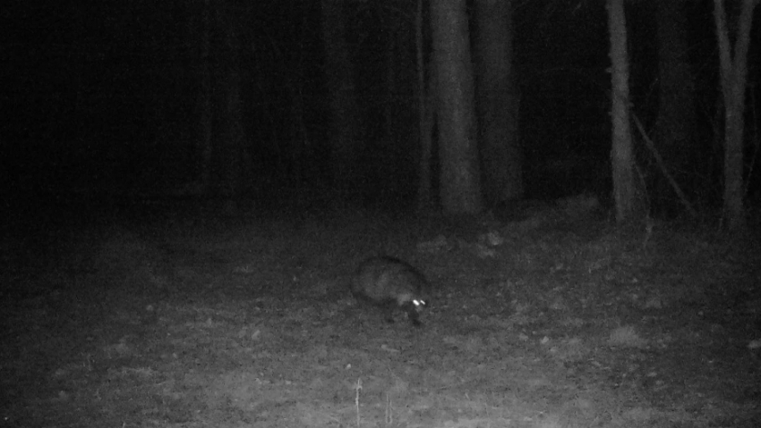 В Воронежском заповеднике из-за оттепели проснулась енотовидная собака