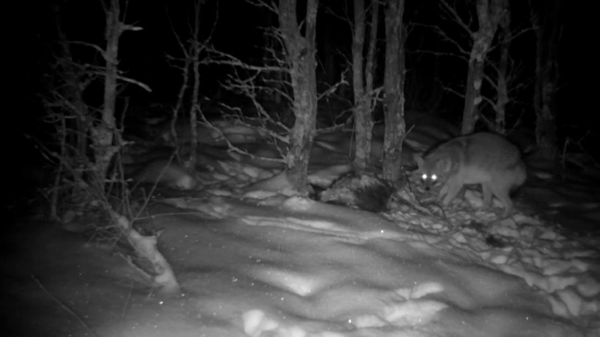 В Хоперском заповеднике и Ломовском парке появились азиатские шакалы