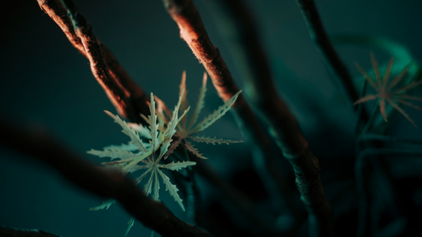 Таловского пенсионера осудили за хранение марихуаны и пороха