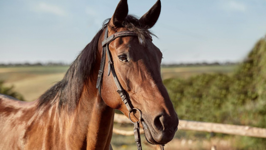В Бобровском районе сотрудница конного завода получила тяжёлую травму головы