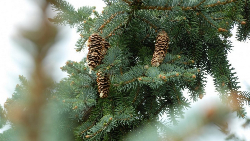 В Воронежской области браконьеры заплатили 72 тысячи за вырубку елей